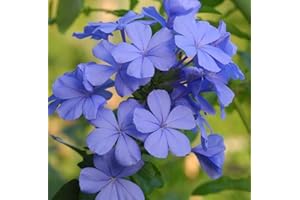 PERAGA GARDEN 1 PIANTA DI PLUMBAGO GELSOMINO AZZURRO VASO PIRAMIDE 19CM Perenni