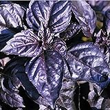 Basilikum Red Rubin improved - rot/blau - sehr aromatisch -...