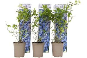 Plant in a Box - Arándano - Set de 6 - Vaccinium corymbosum resistente - Maceta 9cm - Altura 25-40cm