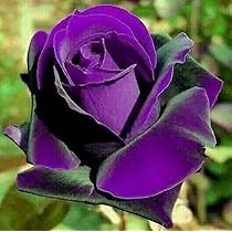 パープルローズ Royal Paradise Garden