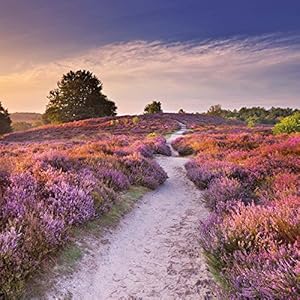 Trails of Mindfulness 2017