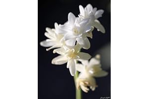 FLORIANA-BULBOSE Bulbi da Fiore ALTA QUALITA' per fioritura PRIMAVERILE - ESTIVA - AUTUNNALE (5, Polianthes tuberosa - PROFUMATISSIMA)