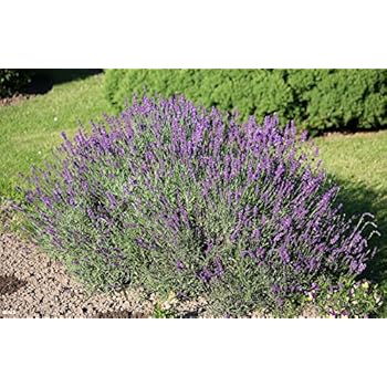 Lavendel Baum, Lavendel Stamm, Stämmchen, Marktfrische Lavendel Pflanze