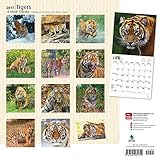Image de Tigers - Tiger 2017 - 18-Monatskalender: Original BrownTrout-Kalender [Mehrsprachig] [Kalender] (Wall-Kalender)