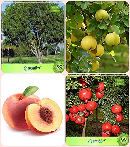 Creative Farmer Gardening Tree Seeds For Garden Mahogany,Aegle Marmelos,Peach,Pomagranate Nana Combo For Home Garden Timber Species & Sacred Tree & Fruit Seeds Seeds