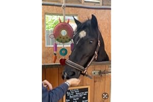 Ruggles Horse Stable Toy | Boredom buster for horse pony donkey (Multi Ring)