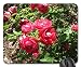 Produktbild New display at the Pyramids 84 Mouse Pad, Mousepad (Flowers Mouse Pad)