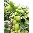 Golden Bloom Live Green Apple Ber Thai variety Plant Healthy Grafted Hybrid Plant Pack of 1 (Next Year Get Fruits)