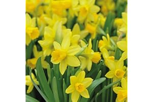Daffodil 'Tete-a-Tete' Spring Bulbs – 100x Dwarf Hardy Plants with Bright Yellow Trumpet Flowers | Low Maintenance & Easy to Grow | Ideal for Vibrant Spring Gardens by Thompson & Morgan