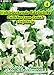 Produktbild Wohlriechende Edelwicke Cuthbertson Janet weiß Lathyrus odoratus Wicke rankend