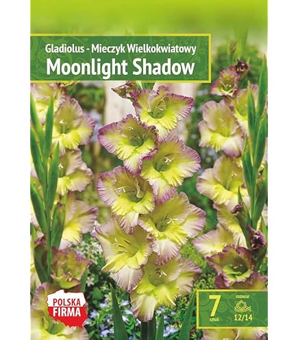 Bulbi Di Gladiolo Joyeuse Entrée - Fiori Gialli Perenni Per Aiuole E Vasi, Confezione Da 7 - Foto 2