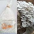 SMA Shyam Mushroom - Oyster Mushroom Spawn and Seed - 500 gram