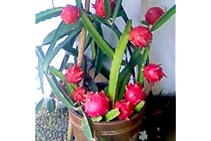 lamphle 100 Unids Color Mezclado Pitaya Semillas Deliciosa Fruta Bonsai Planta Hogar Jardín Decoración Flor Árbol Frutal Semillas Vegetales Semillas de pitaya