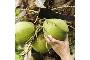 SANWOOD 20 pièces graines d'arbre de coco pour la plantation de jardin à la maison, graines de noix de coco plage juteux délicieux jardin de fruits jardin bonsaï décor graines d'arbre à noix de coco