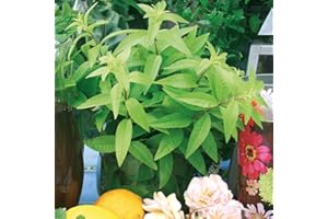 Lemon Verbena Plants, Ready for The Garden. 'Freshman'. Sweet Lemon Perennial herb. RHS Award of Garden Merit, AGM Winner. 9cm Plant x 2. Available from Bedwen Plants.