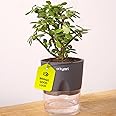 KYARI Jade Indoor Plants for Living Room | Live Plants | Plants with Grey Pot for Home | Air Purifier Plants | Plants for Home & Office