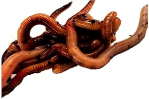 The Mealworm Company LIVEFOODS DIRECT DEN1 DENDROBAENA (EARTHWORM) 1 tub of 15