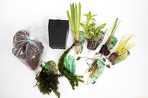 Lincolnshire Pond Plants Ltd - Marginal Starter Packs - Fresh Picked with Lily and Compost - Small Pond Pack Bareroot