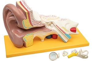 ELEMENTARY ANATOMY Anatomía Elemental Modelo de Oreja Anatómica – Oreja Ampliada 3 Veces con Oído Externo, Medio e Interno, Osículos Extraíbles, 4 Piezas, Pintado a Mano, Base