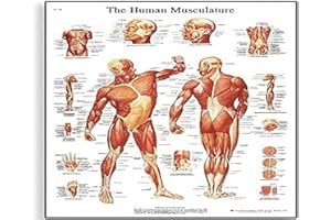 3B Scientific VR1118L Human Anatomy - Human Musculature Chart, Laminated Version