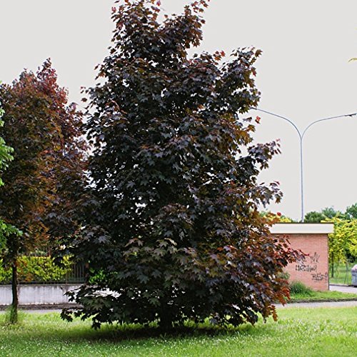 Acer platanoides"Crimson King" (Acero Riccio Rosso) [H. 200-250 cm.]
