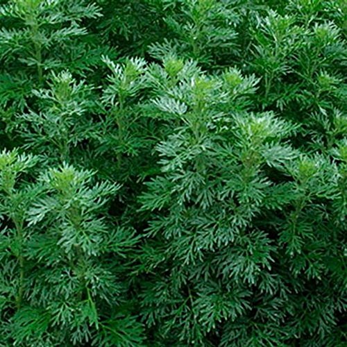 Wermut - Artimisia absinthium (1.000 Samen)