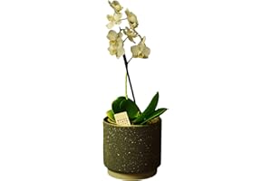 HAPPY PLANTING UK White Orchid Real Houseplant. Single Spiked Phalaenopsis Orchid Plant. A Live Potted Plant Perfect to Send for Any Occasion including Easter, Mother's Day, Birthday, Christmas, Valentines.