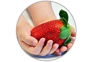 Fragaria Ananassa/Fraises géantes / 50 graines/La plus grande fraise du monde/Bon goût - vitamines