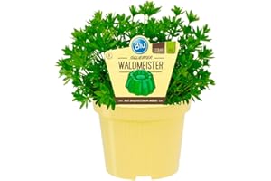 UNSERE-GAERTNEREI-MUELLER Bio Waldmeister (Galium odoratum), Kräuter Pflanzen aus nachhaltigem Anbau, (1 Pflanze)
