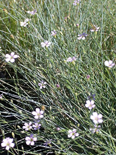 Sedum – Kräuter – Pflanzenpaket Steinrosenflur für 5 m² Dachbegrünung, Steingarten, etc. - 9