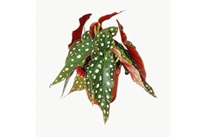 Exotenherz - Polka-Dot Begonie - Forellenbegonie - Begonia maculata wightii