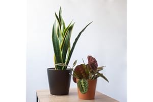 SMPLY. Pack 2 Plantas Naturales de Interior: Maranta + Sansevieria Lengua de suegra Para Decoración de Casa u oficina