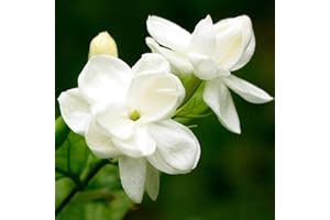 FASH LADY Portal Cool 100Pcs Jasmine Flower Seeds Fragrant Home Garden Plant Seed Wedding Decor Nice
