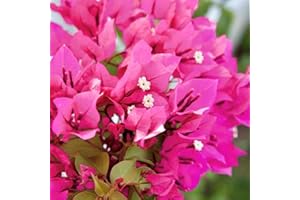 Buganville rosa "Bougainvillea" pianta rampicante in vaso ø9 cm Vivaio di Castelletto