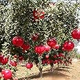 Mphmi Plants Pomegranate plant Bhagwa - Fruit Plants & Tree