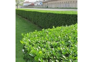GARDENERSDREAM Ligustrum Ovalifolium (Green Privet) 9cm #1