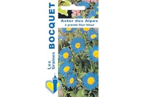 Sachet de graines de Aster des Alpes grande fleur bleue - 0,3 g - fleur vivace - LES GRAINES BOCQUET