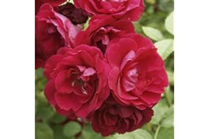 YOUGARDEN You Garden - Rose 'Scarlet Queen Elizabeth' Bare Root(red)