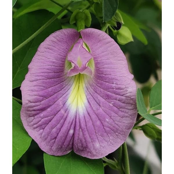 Floral Trend　SHBeastMaster MD 12000 M-Tech Gardens Rare Shangupushpam/Aparajita/Clitoria ternatea