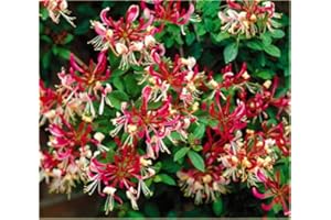COUNTRY CLIMBERS & GARDEN FAVOURITES Lonicera periclymenum Belgica Select Fragrant White Yellow red Honeysuckle 1 Litre Pot