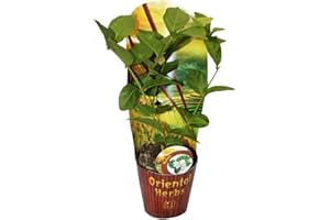 Exotenherz - Arabischer Jasmin - Jasminum sambac - 12cm Topf