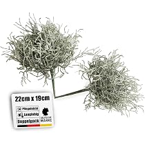 Botanic-Haus künstlicher Calocephalus (Stacheldrahtpflanze/Silberkörbchen) – 2er Set Kunstpflanze für Ihre Herbstdeko – 22 cm – künstliche Pflanzen Outdoor für Balkon & geschützten Außenbereich