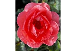 GENERIC 'Amelia' Potted Rose - Lovely Salmon Pink Blooms - Great Gift Idea - 4 Litre Pot - Renaissance Rose