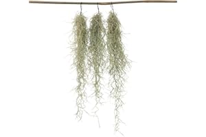 Plant in a Box - Tillandsia Usneoides 'Mousse espagnole' - Set de 3 - Plantes d'ambiance - Plantes d'intérieur - Décoration - Hauteur 25-40cm