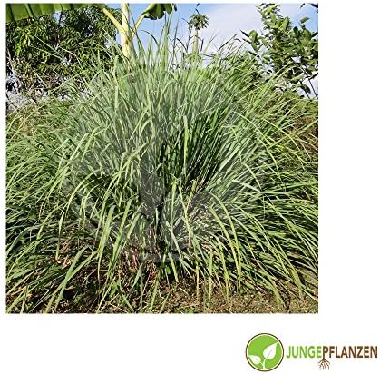 Herb Seeds - Lemongrass - East Indian/Cymbopogon citratus - Panicoideae 50 Seeds
