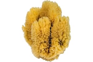 Croll & Denecke Natursvamp, natur, ca 16–18 cm