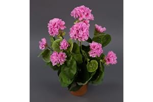 Seidenblumen Roß Geranie 36cm -ohne Topf- LM Kunstpflanzen Kunstblumen künstliche Blumen Pflanzen Pelargonium … (Rosa)