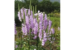 PLANTAPRO Gelenkblume Red Beauty - Physostegia virginiana
