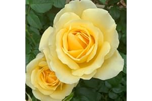 YouGarden Rose 'Golden 50th Wedding Anniversary' ® in 4 Litre Pot