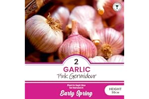 schone 2 x Garlic Pink Germidour – RHS Award of Garden Merit – Aromatic & Sweet Subtle Taste – Fast Growing French Variety – Perennial – for Your Beautiful Garden